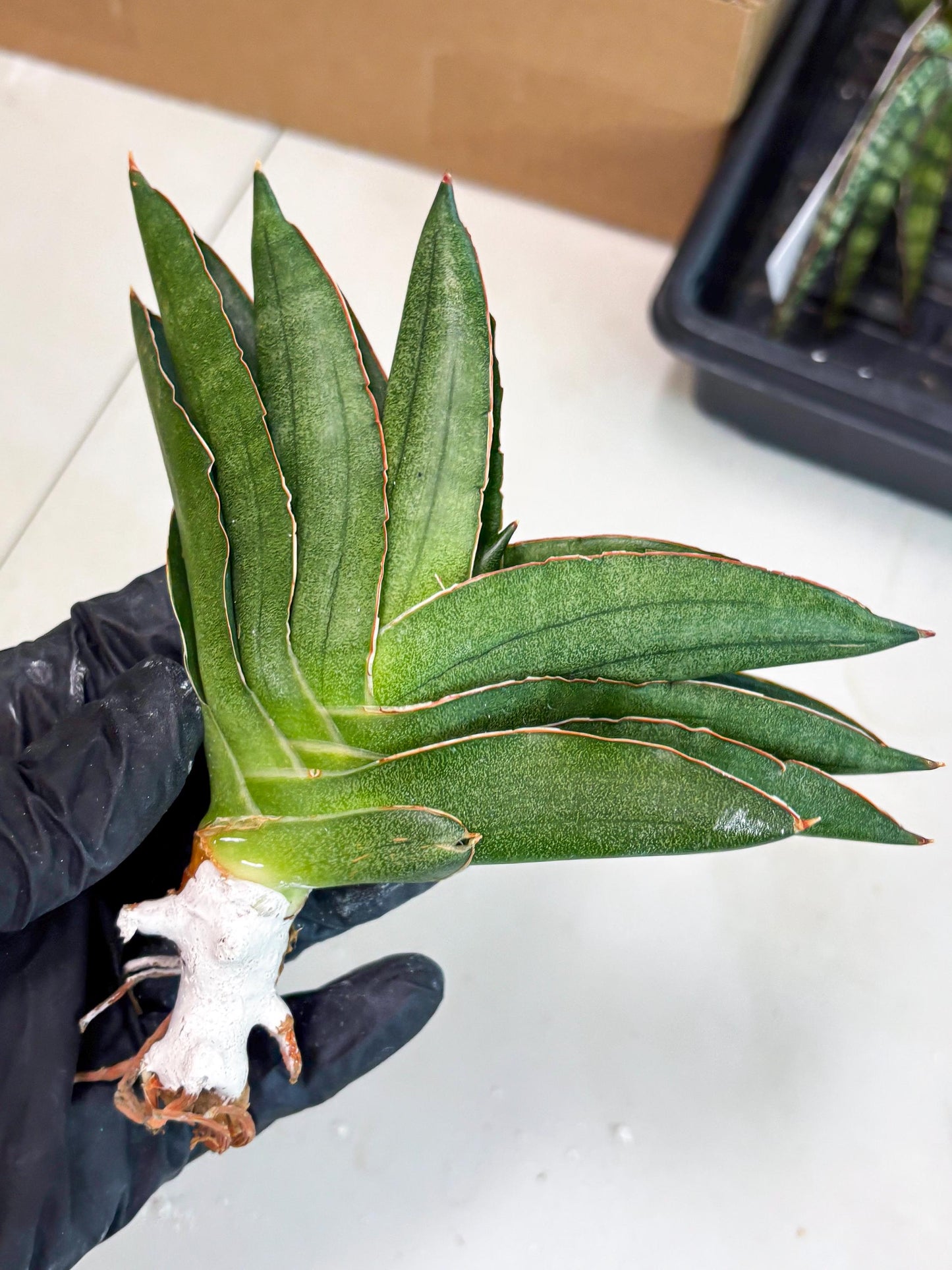 Sansevieria Adaman (ba1) (18) | Rare imported