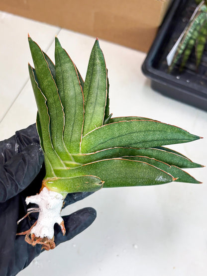 Sansevieria Adaman (ba1) (18) | Rare imported