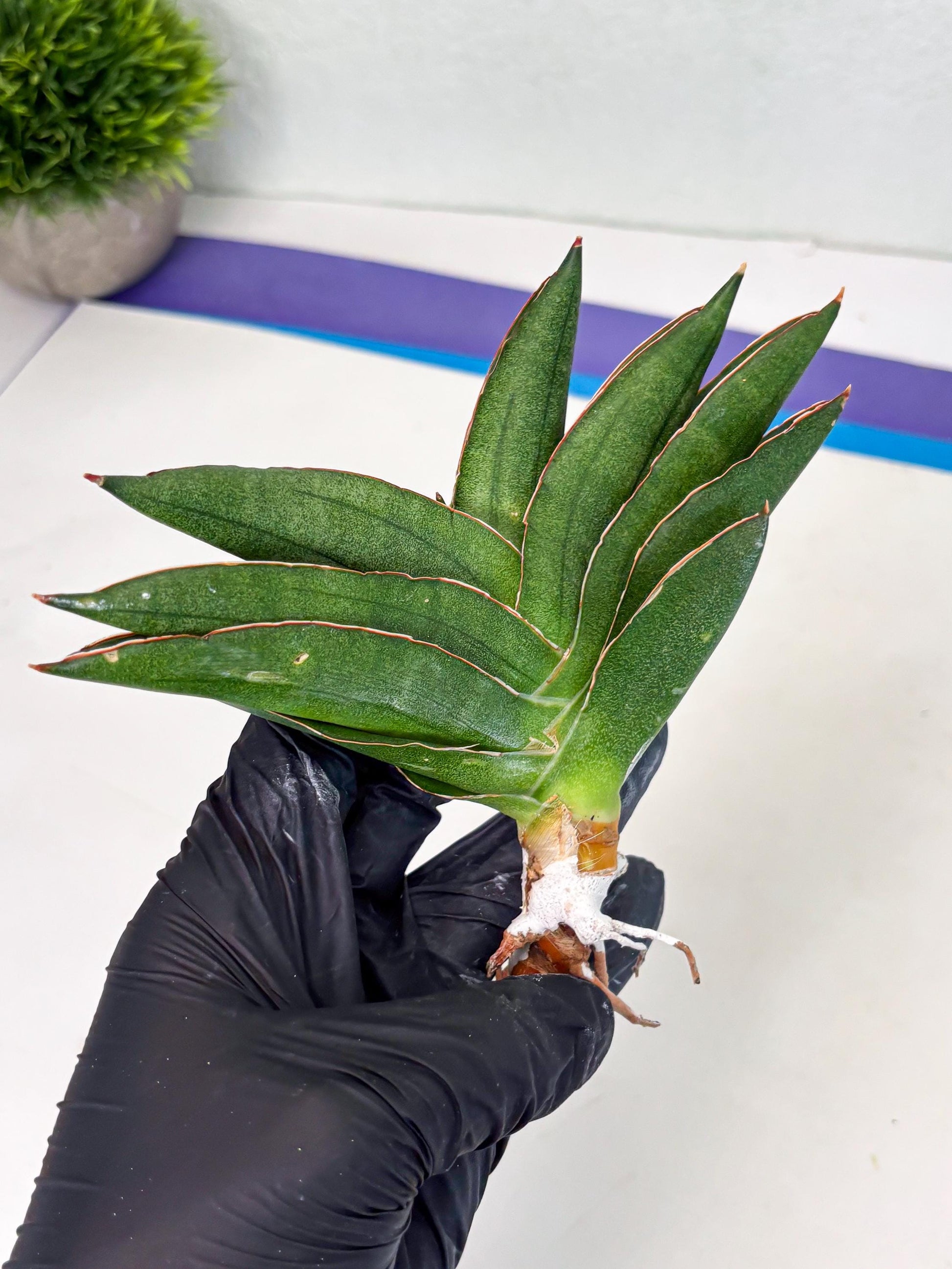 Sansevieria Adaman (ba1) (18) | Rare imported