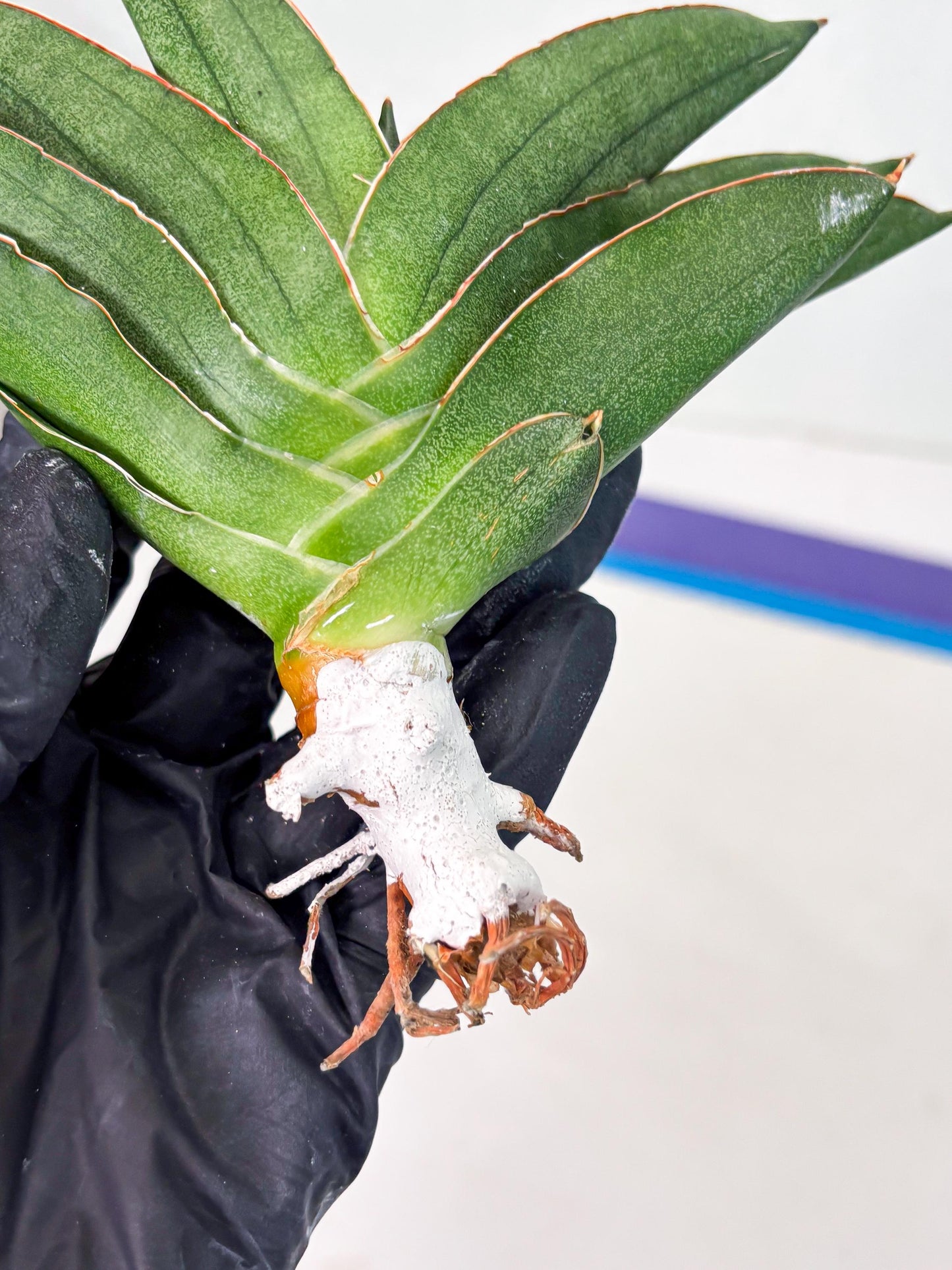 Sansevieria Adaman (ba1) (18) | Rare imported