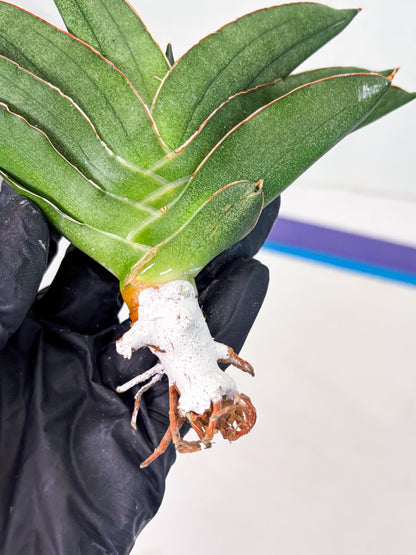 Sansevieria Adaman (ba1) (18) | Rare imported