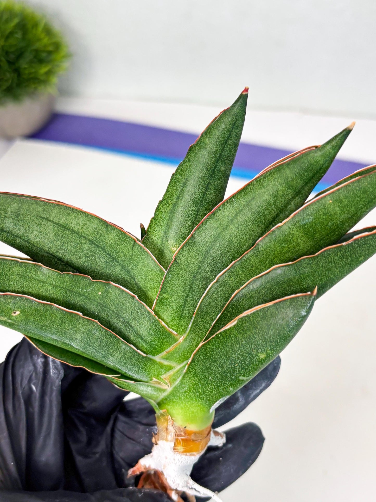 Sansevieria Adaman (ba1) (18) | Rare imported