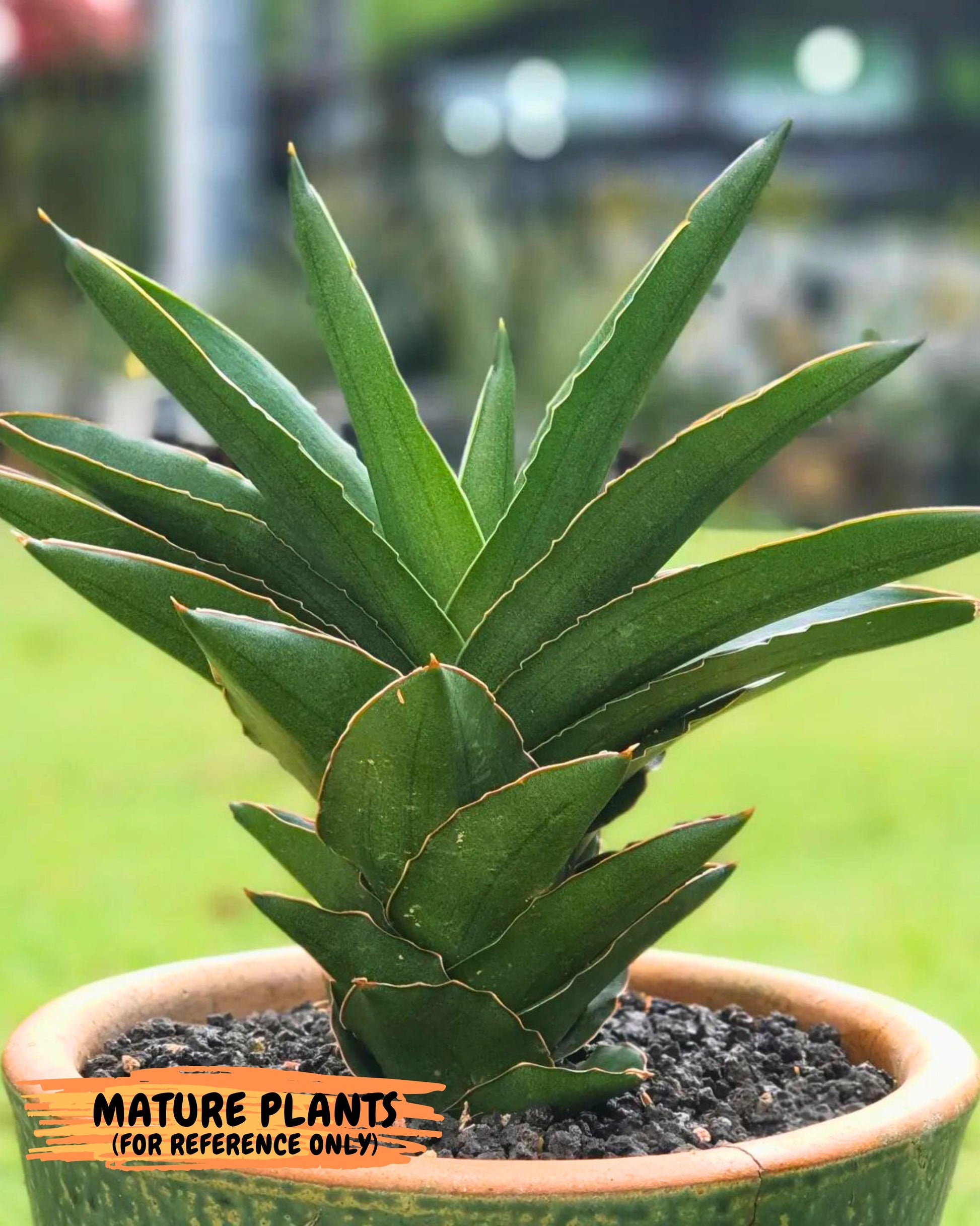 Sansevieria Adaman (ba1) (18) | Rare imported