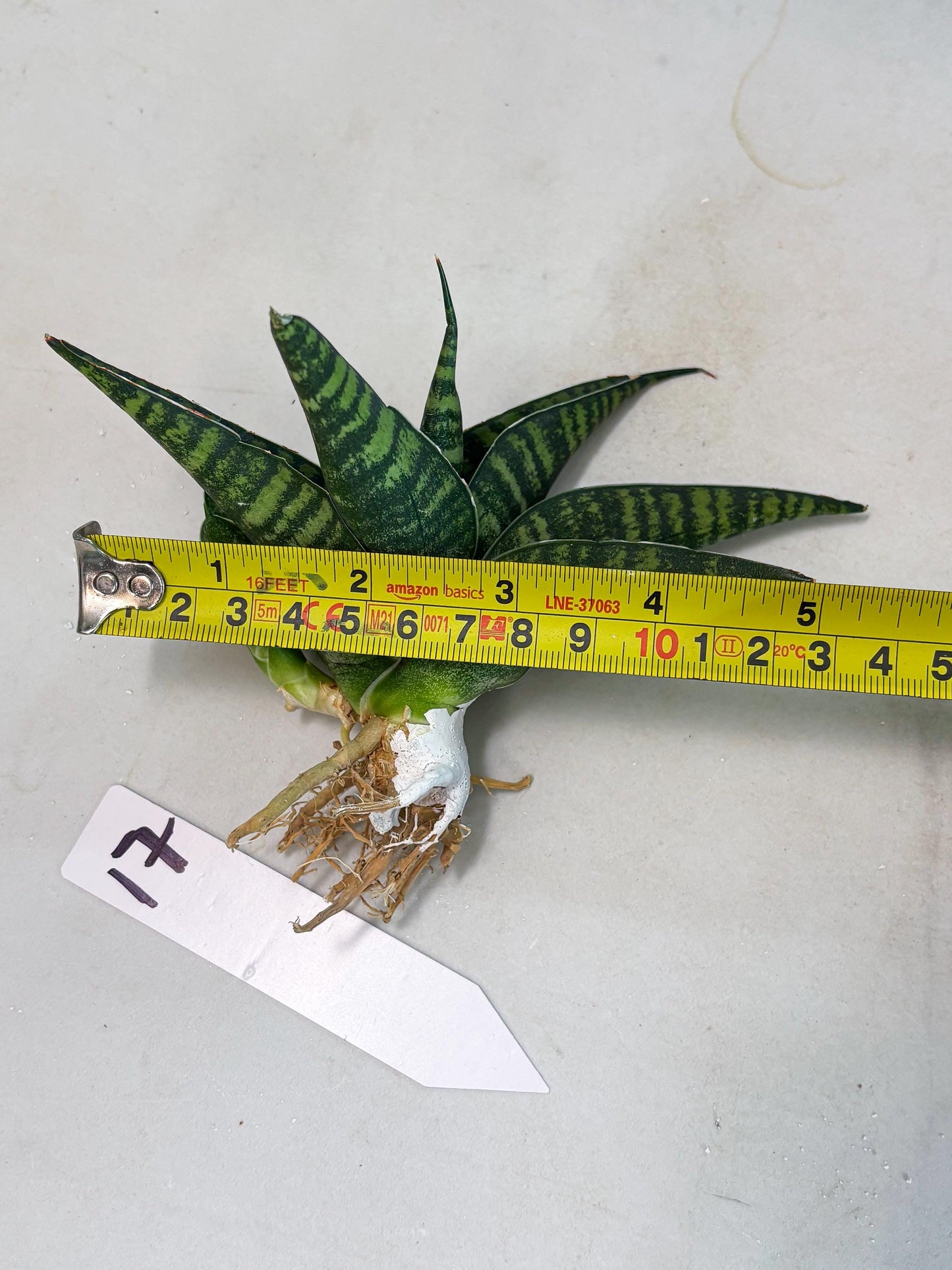 Sansevieria Pegeta (ba1) (17) | Rare imported