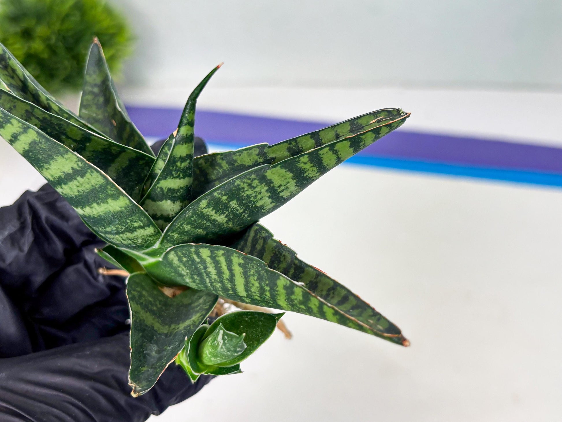 Sansevieria Pegeta (ba1) (17) | Rare imported