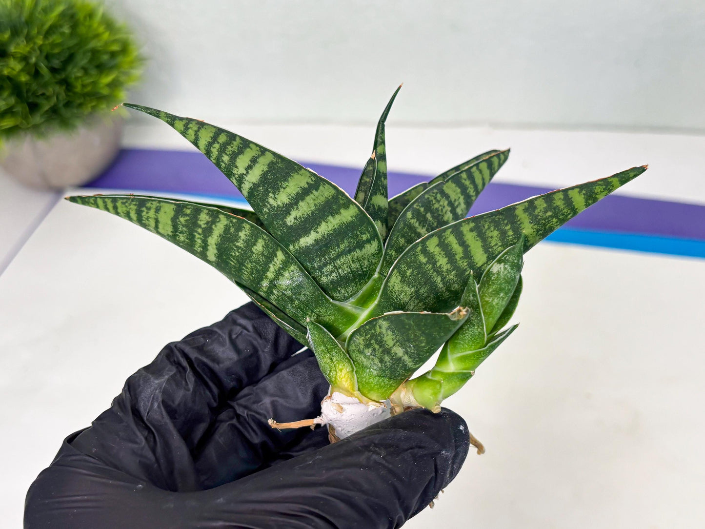 Sansevieria Pegeta (ba1) (17) | Rare imported