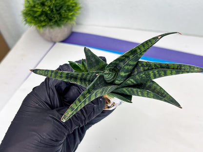 Sansevieria Pegeta (ba1) (17) | Rare imported