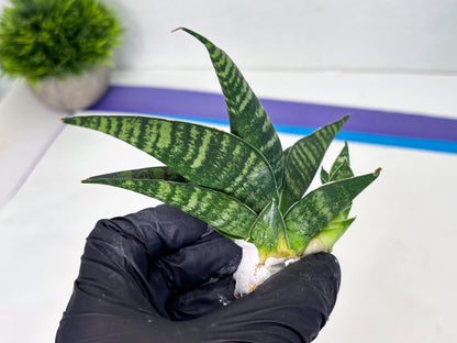 Sansevieria Pegeta (ba1) (17) | Rare imported