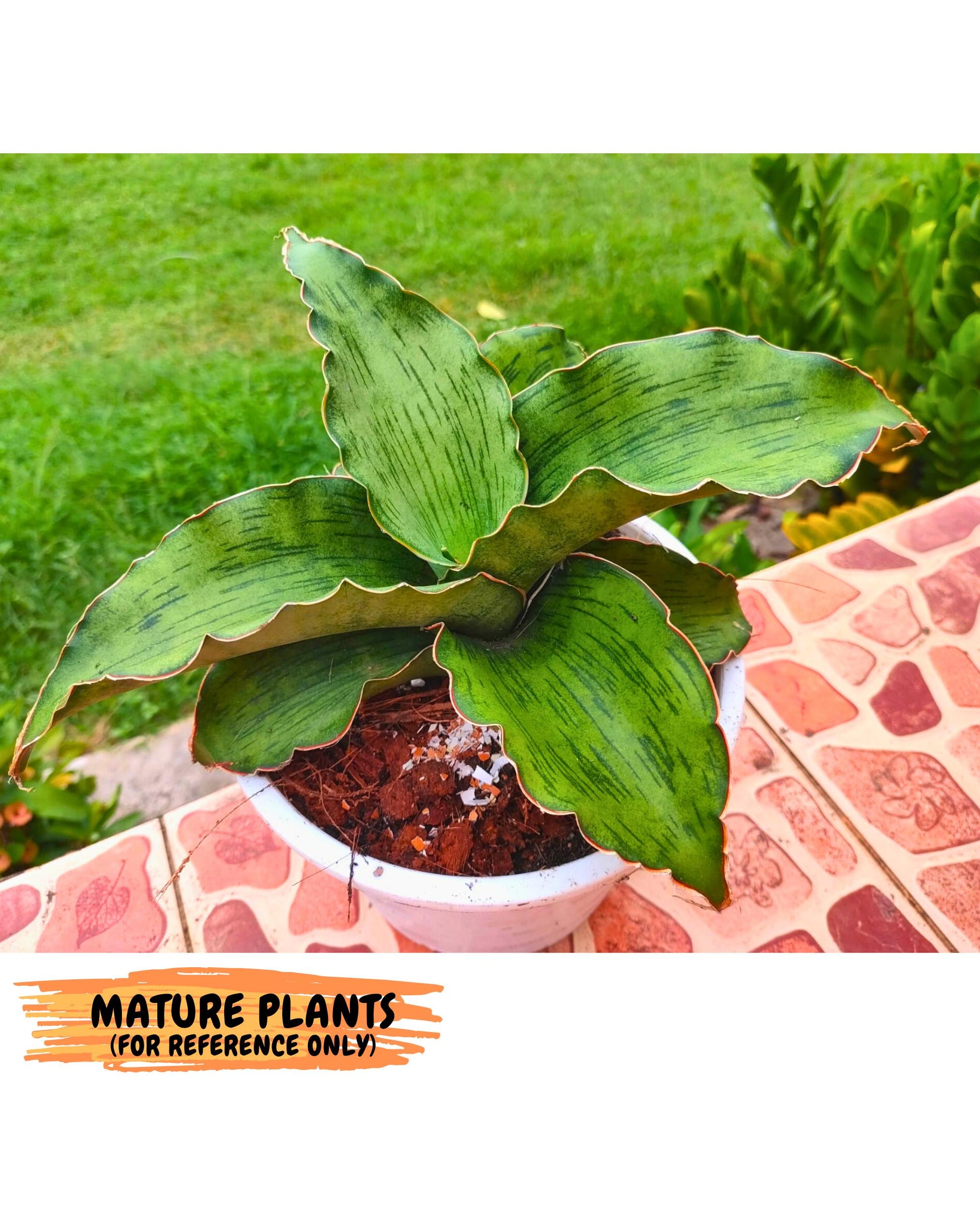 Sansevieria As Silk (ca2) (1) | Rare House Plant