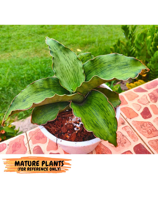 Sansevieria As Silk (ca2) (1) | Rare House Plant