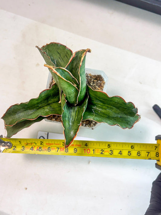 Sansevieria As Silk (ca1) (2) | Rare House Plant