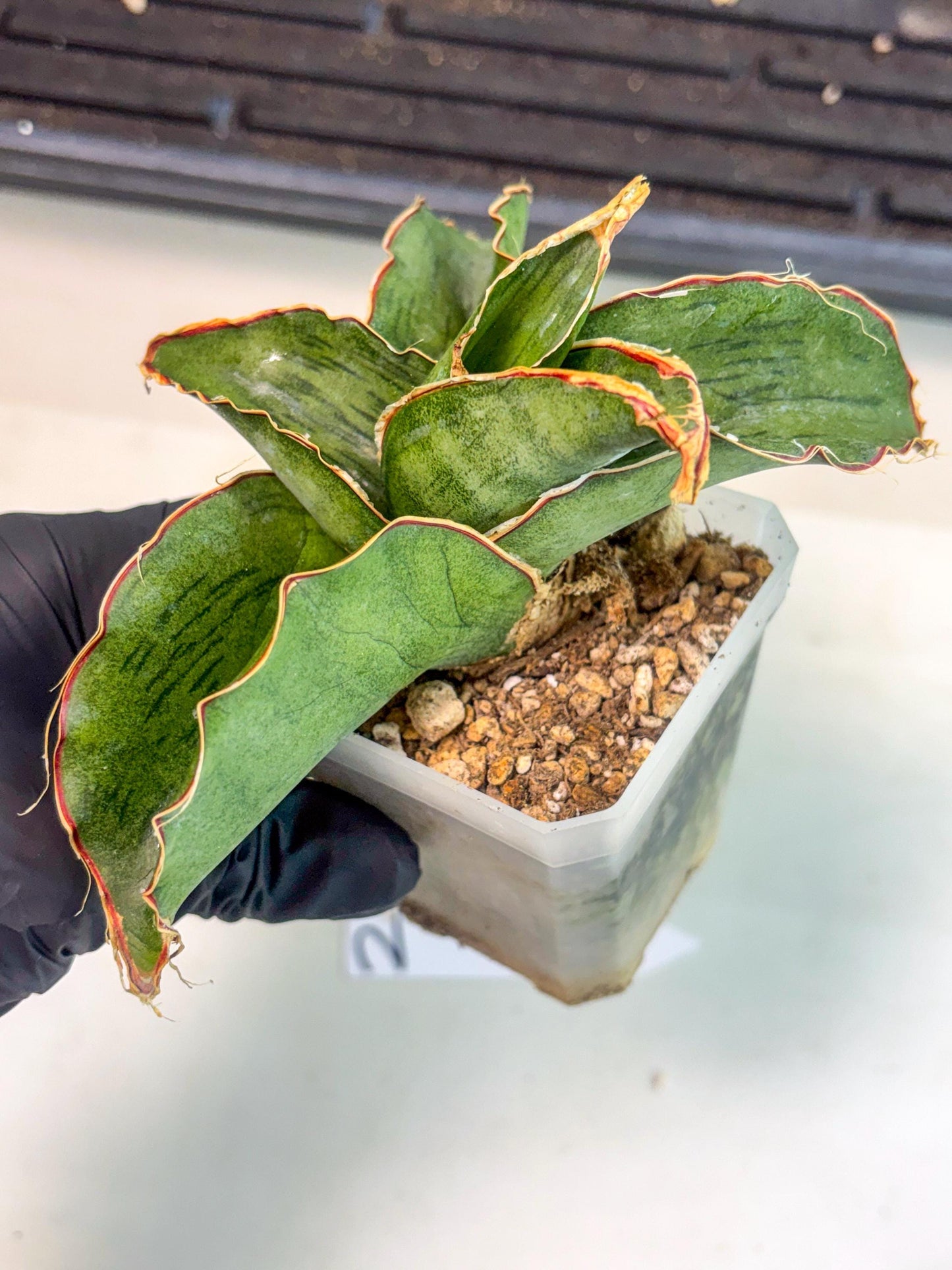 Sansevieria As Silk (ca1) (2) | Rare House Plant
