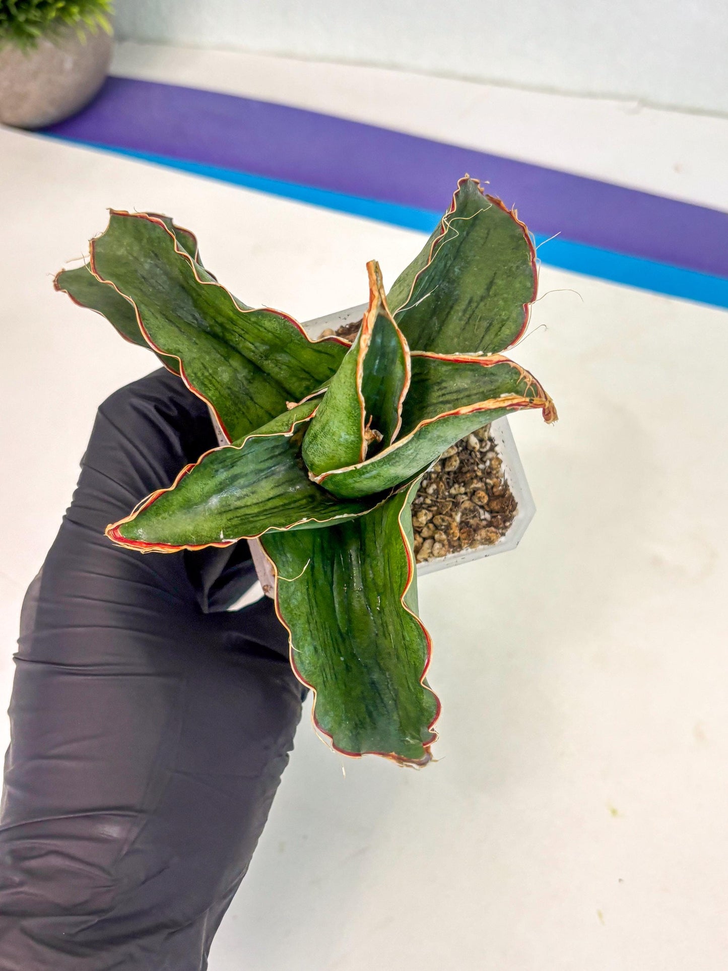 Sansevieria As Silk (ca1) (2) | Rare House Plant