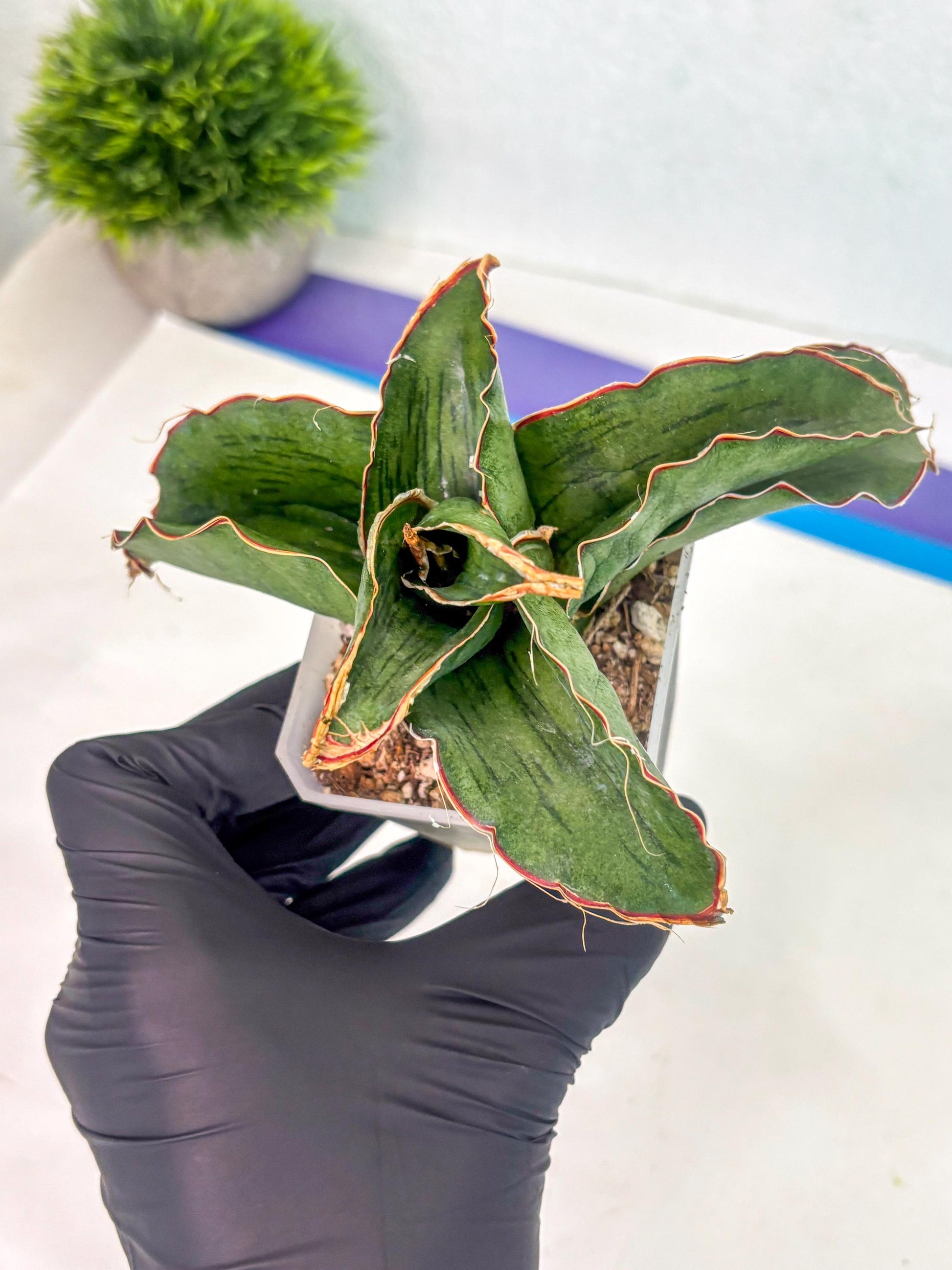 Sansevieria As Silk (ca1) (2) | Rare House Plant