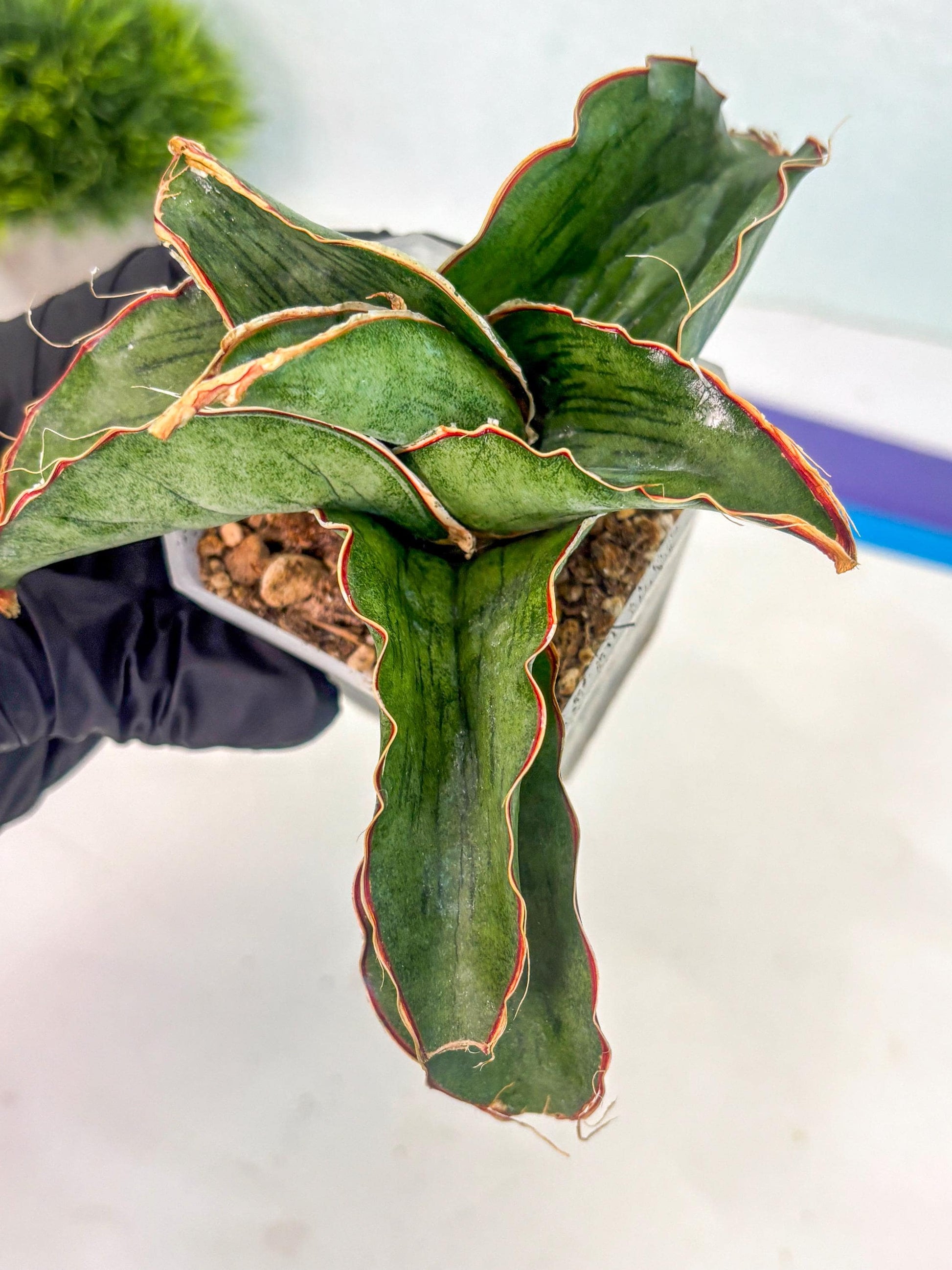 Sansevieria As Silk (ca1) (2) | Rare House Plant