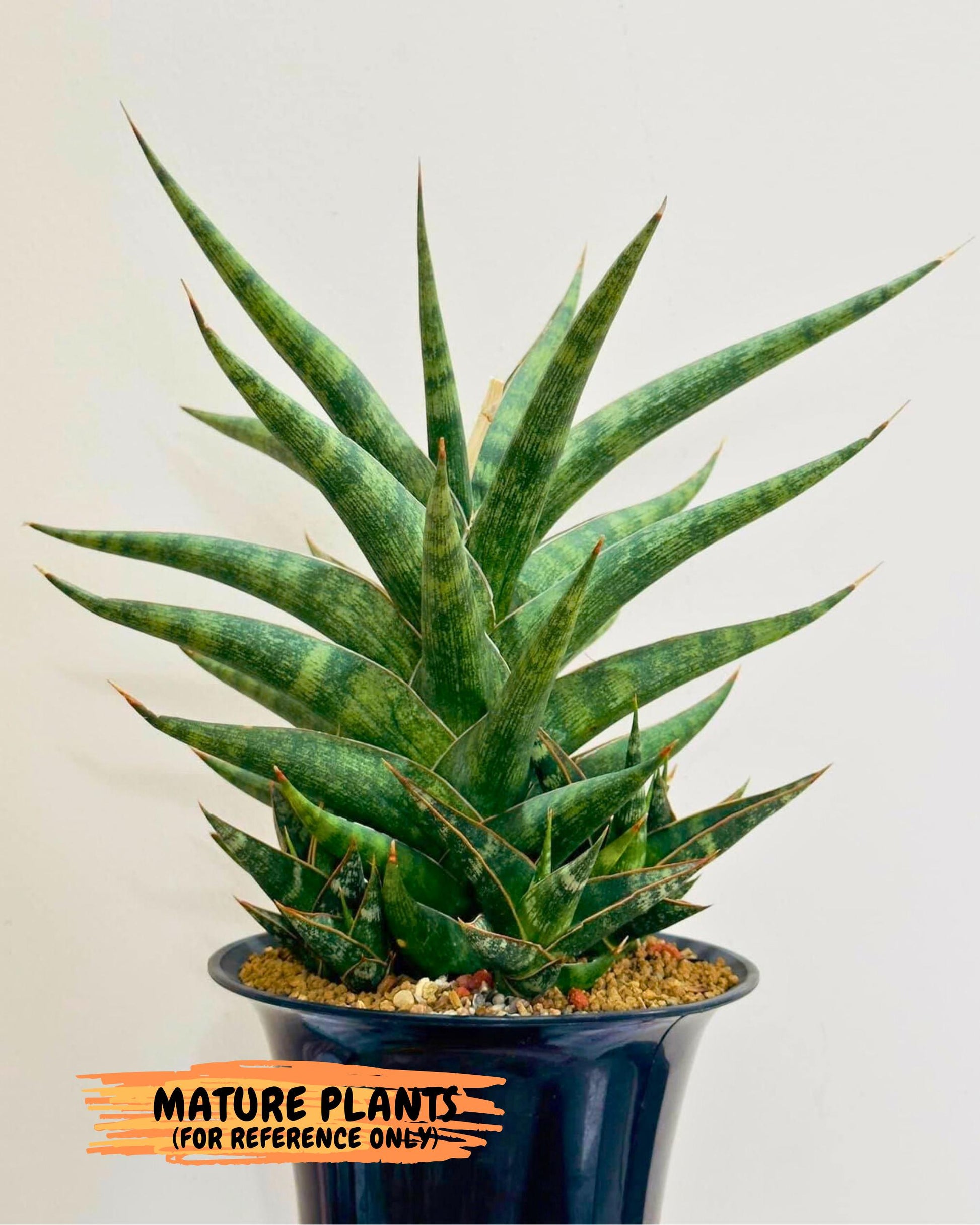 Sansevieria Prabu (ca1) (11) | Rare Snake Plant
