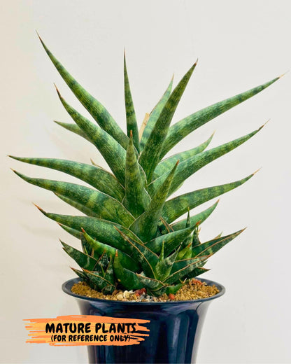 Sansevieria Prabu (ca1) (11) | Rare Snake Plant