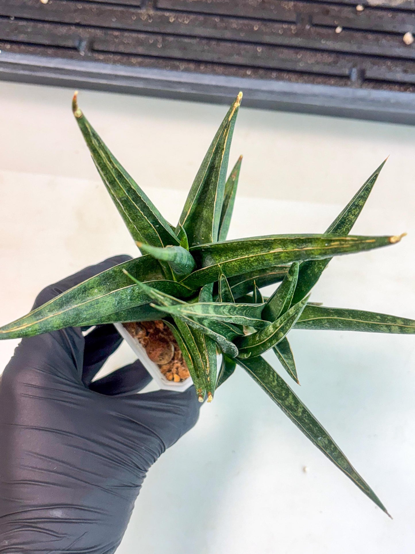 Sansevieria Prabu (ca1) (4) | Rare Snake Plant