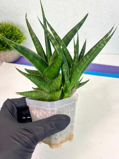 Sansevieria Prabu (ca1) (4) | Rare Snake Plant