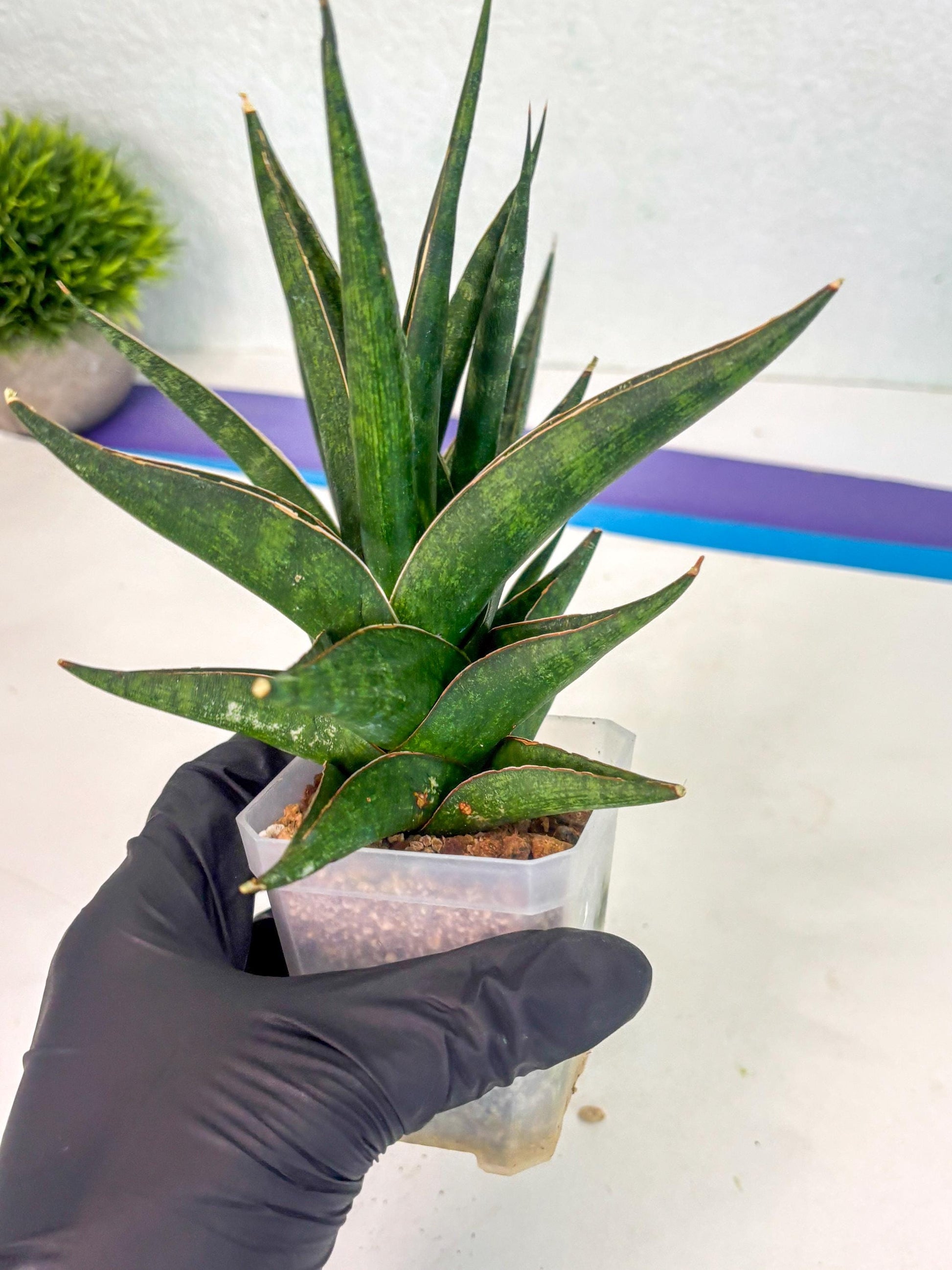 Sansevieria Prabu (ca1) (4) | Rare Snake Plant