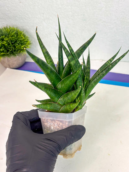 Sansevieria Prabu (ca1) (4) | Rare Snake Plant