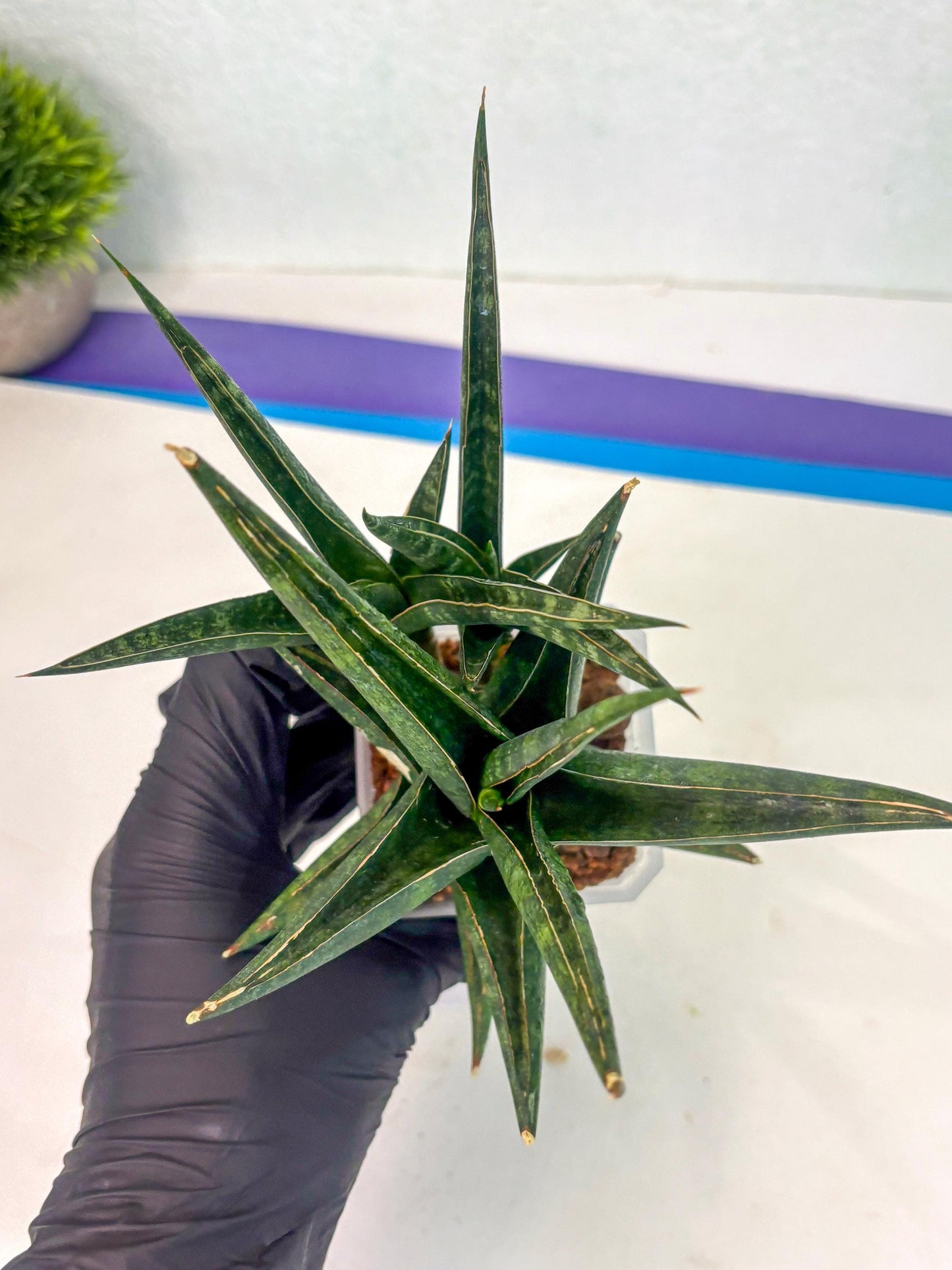 Sansevieria Prabu (ca1) (4) | Rare Snake Plant