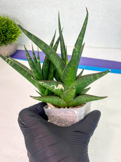 Sansevieria Prabu (ca1) (4) | Rare Snake Plant
