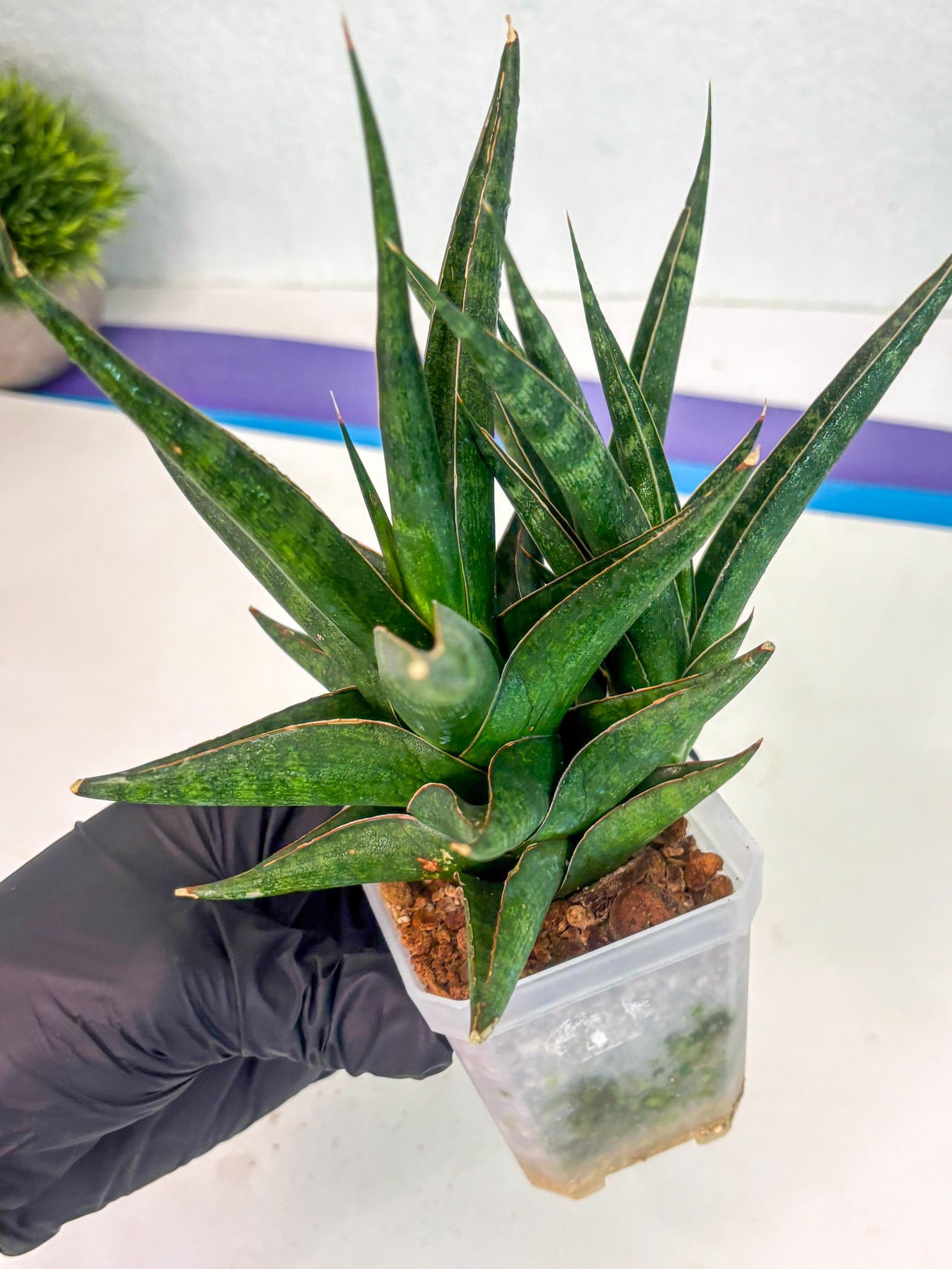 Sansevieria Prabu (ca1) (4) | Rare Snake Plant