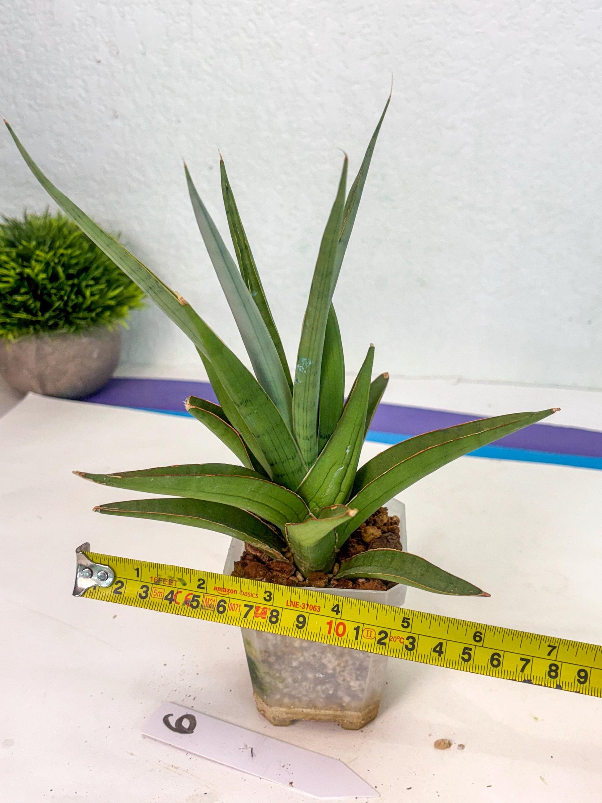 Sansevieria Bai Bid (ca1) (6) | Rare Snake Plant