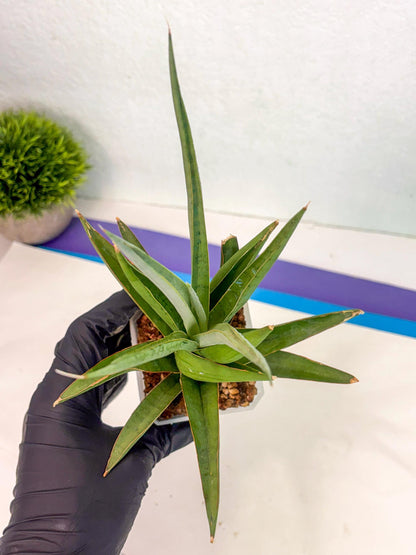 Sansevieria Bai Bid (ca1) (6) | Rare Snake Plant