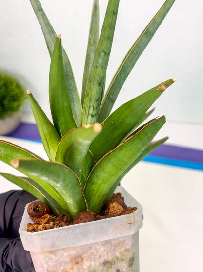 Sansevieria Bai Bid (ca1) (6) | Rare Snake Plant