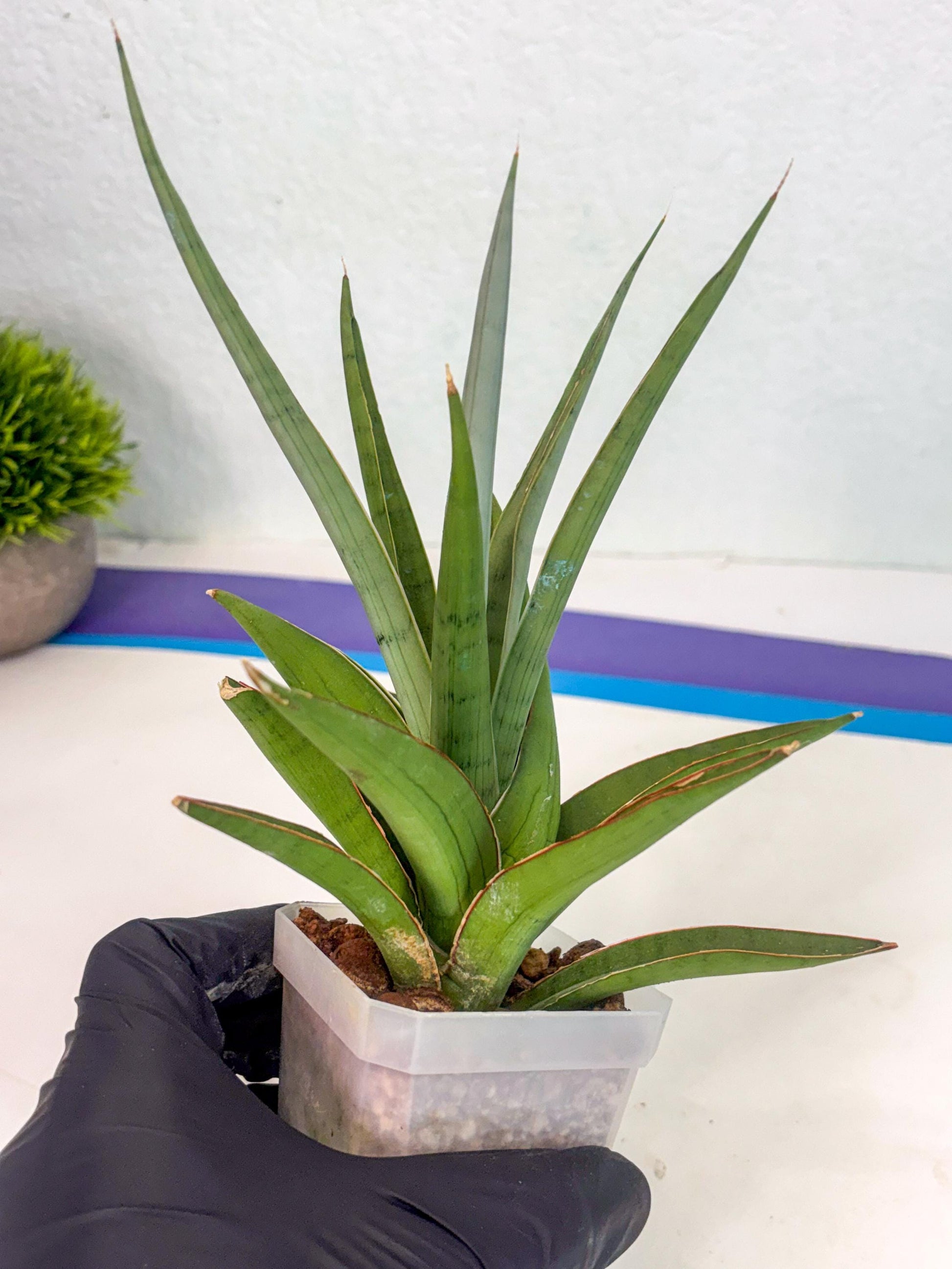 Sansevieria Bai Bid (ca1) (6) | Rare Snake Plant