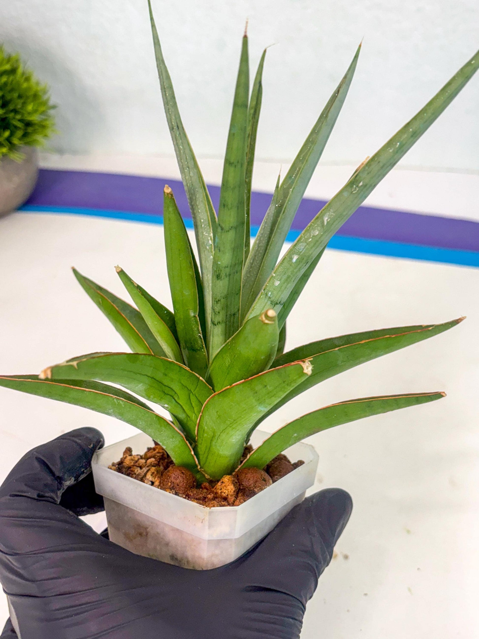 Sansevieria Bai Bid (ca1) (6) | Rare Snake Plant