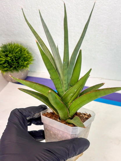 Sansevieria Bai Bid (ca1) (6) | Rare Snake Plant