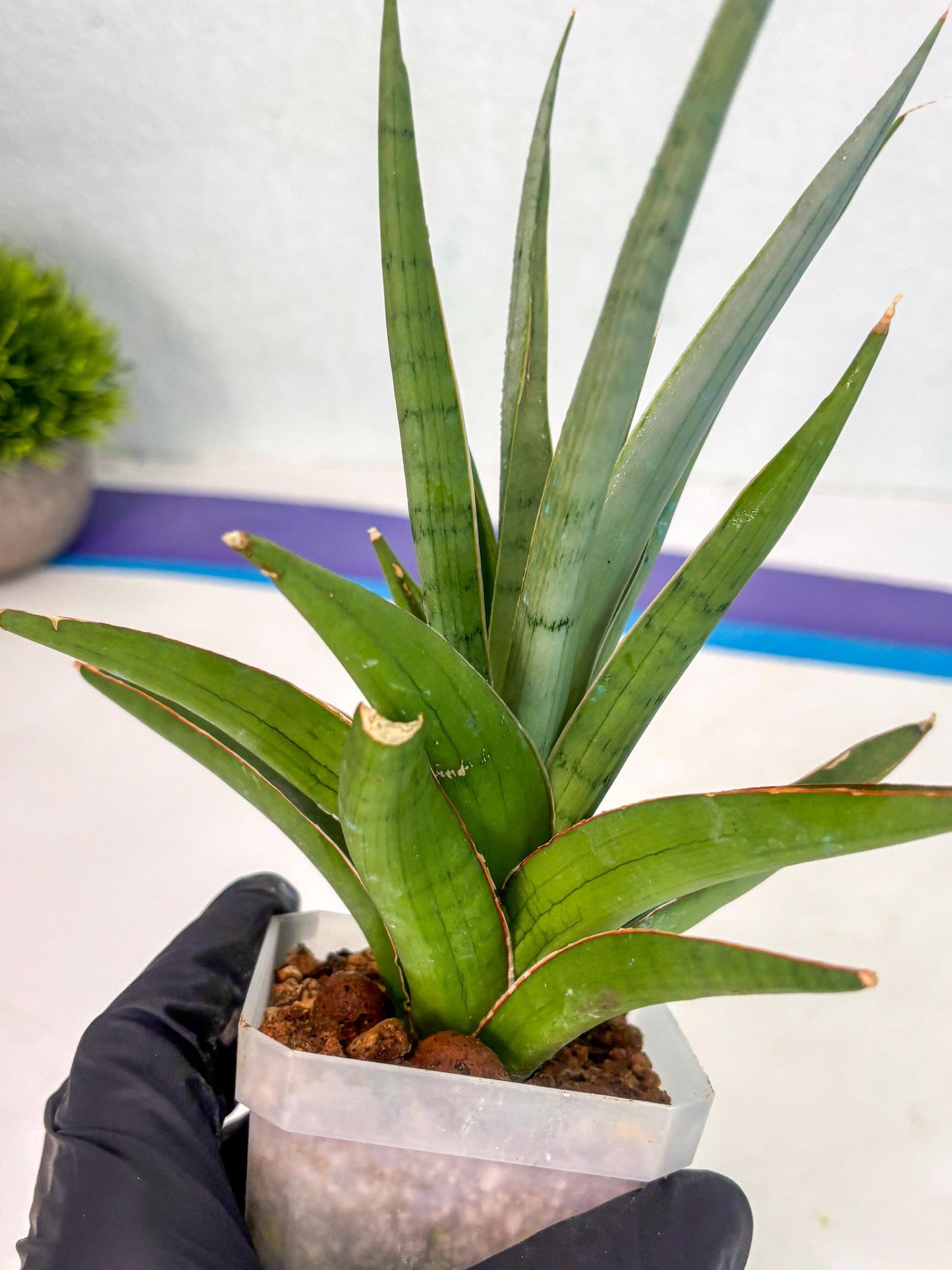 Sansevieria Bai Bid (ca1) (6) | Rare Snake Plant
