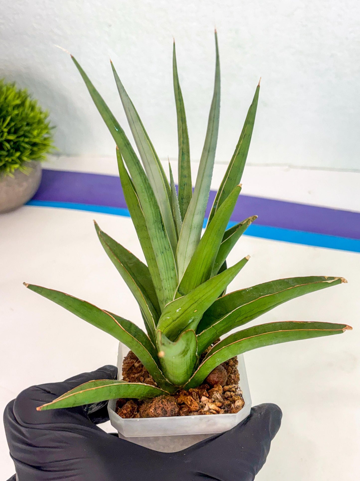 Sansevieria Bai Bid (ca1) (6) | Rare Snake Plant
