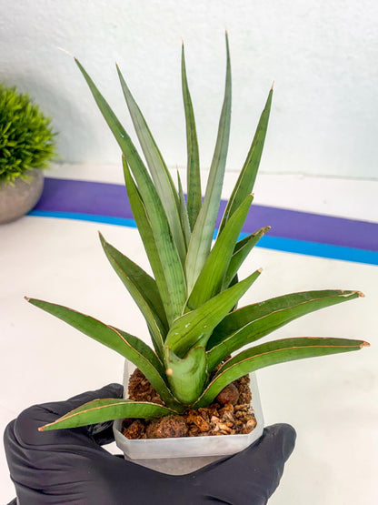Sansevieria Bai Bid (ca1) (6) | Rare Snake Plant