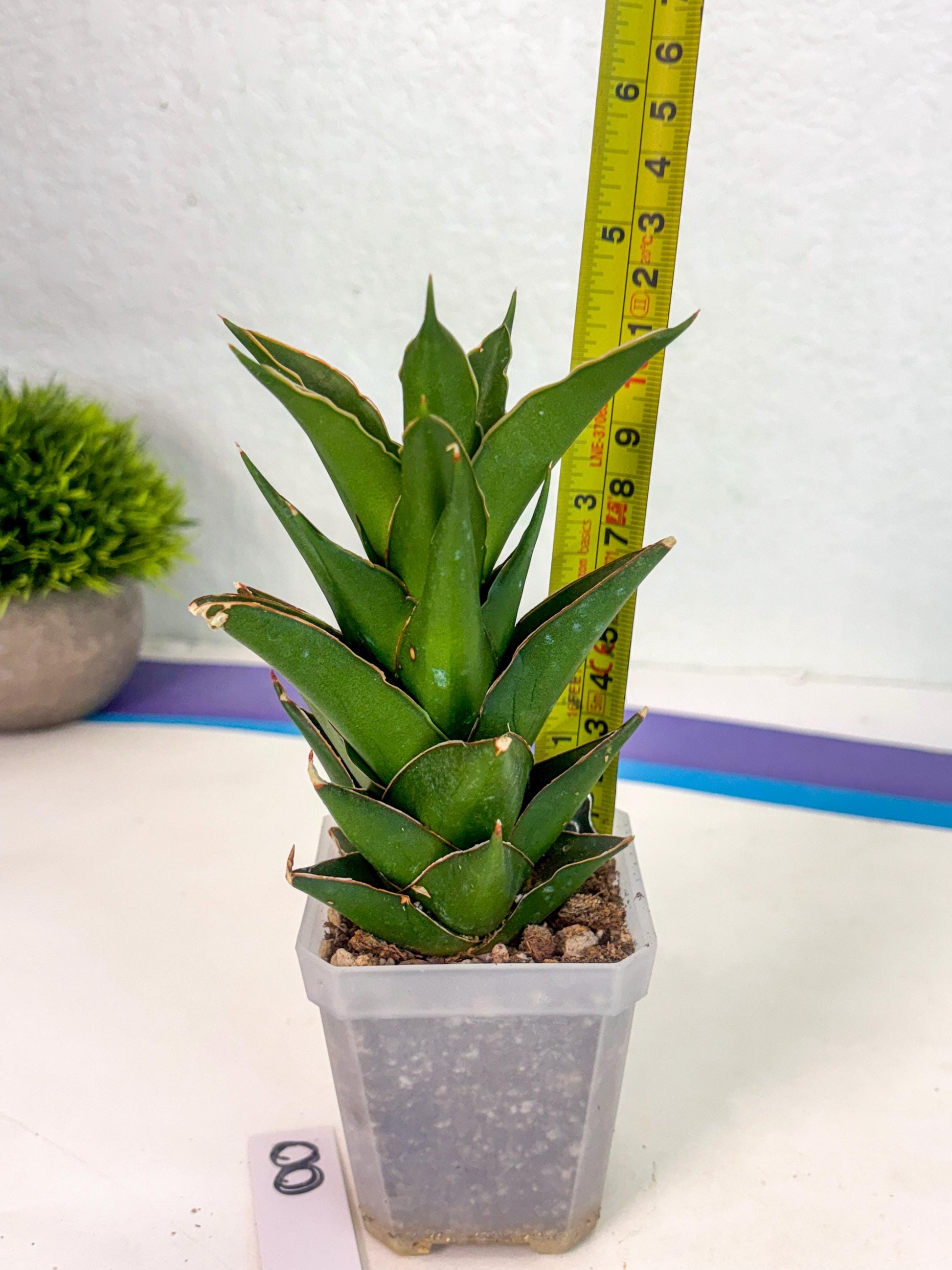 Sansevieria Tower (ca1) (8) | Small DMG