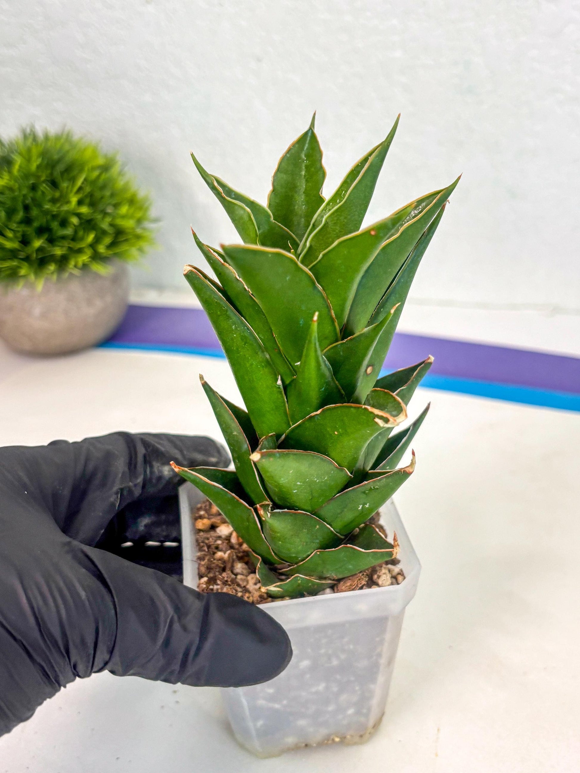 Sansevieria Tower (ca1) (8) | Small DMG