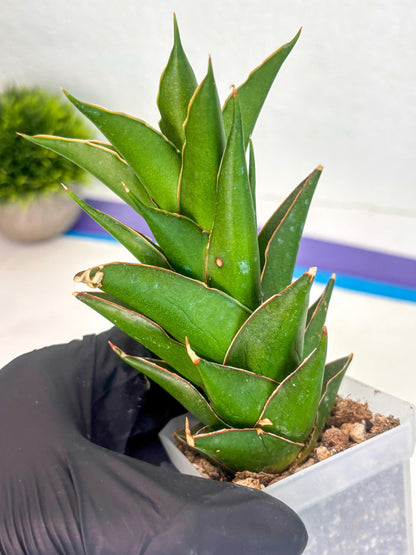 Sansevieria Tower (ca1) (8) | Small DMG