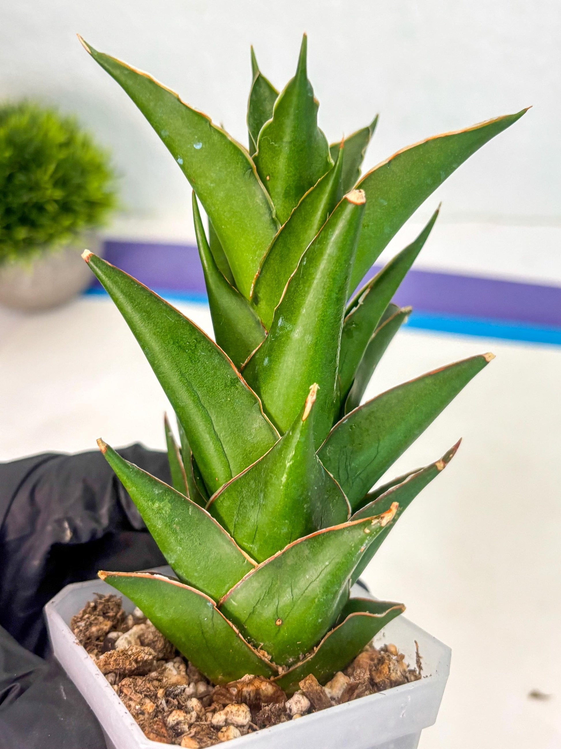 Sansevieria Tower (ca1) (8) | Small DMG