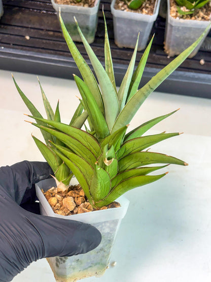 Sansevieria Aura (ca1) (10) | Rare House Plant