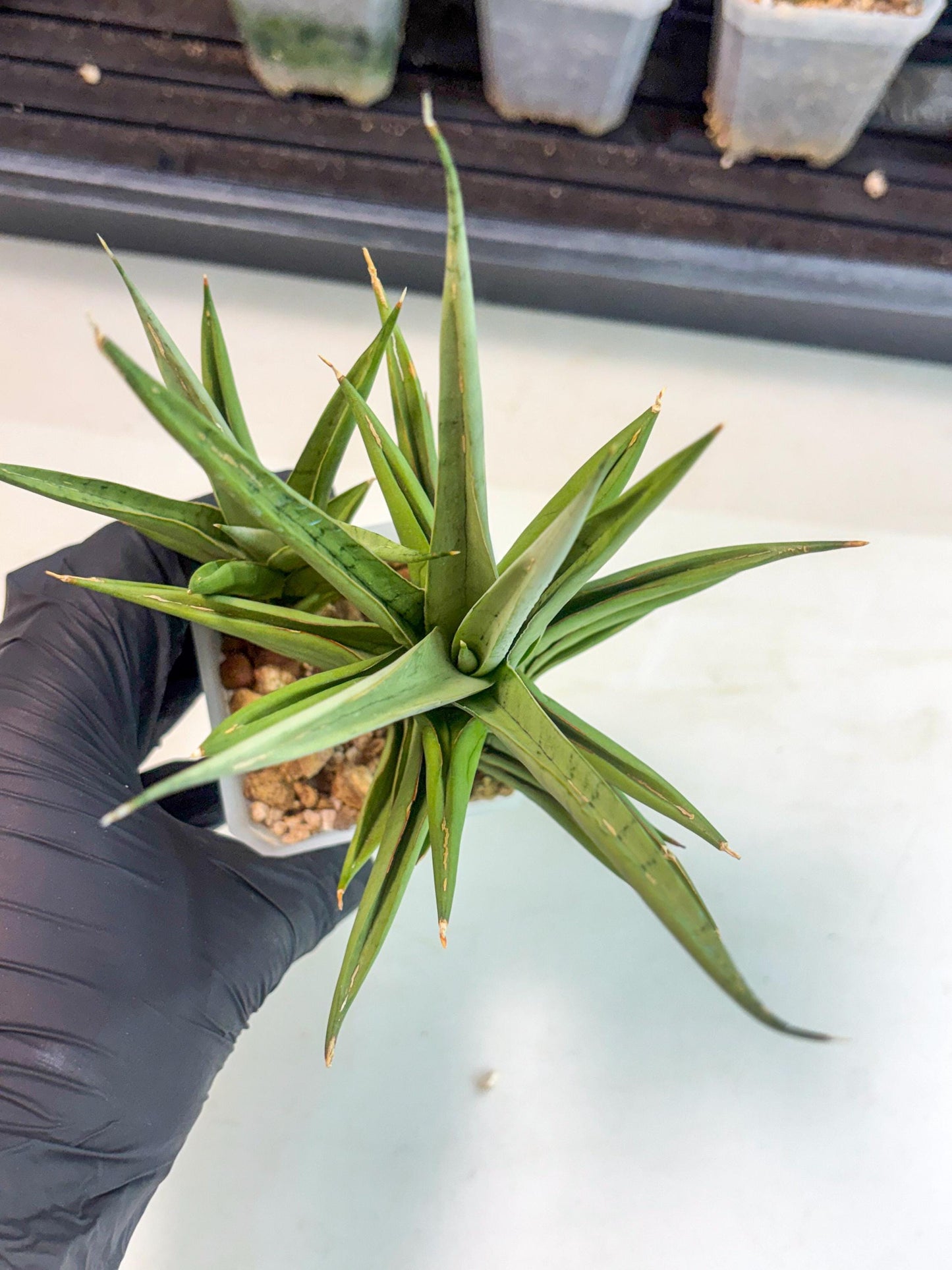 Sansevieria Aura (ca1) (10) | Rare House Plant