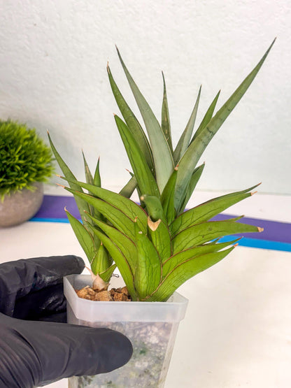Sansevieria Aura (ca1) (10) | Rare House Plant