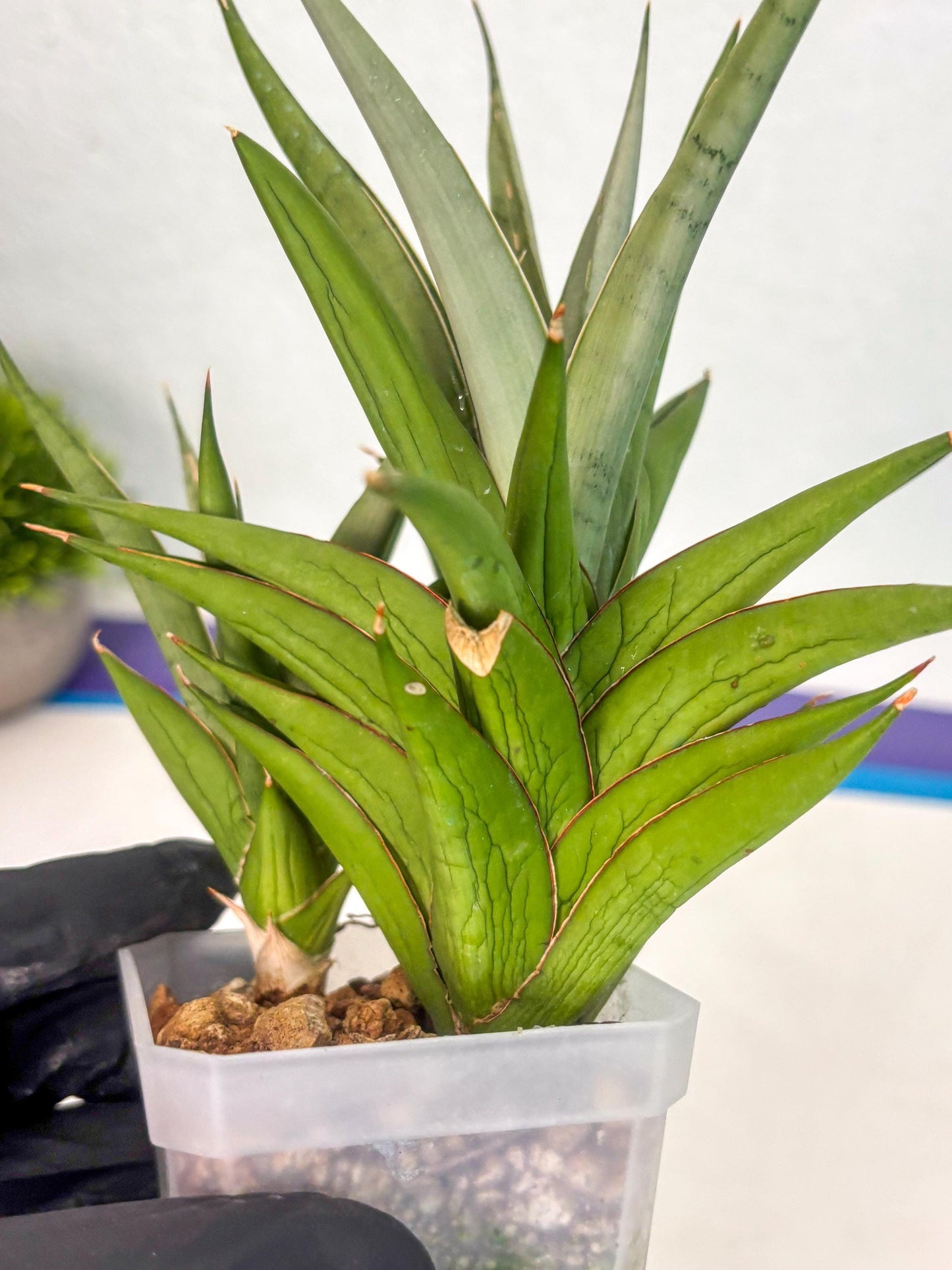 Sansevieria Aura (ca1) (10) | Rare House Plant
