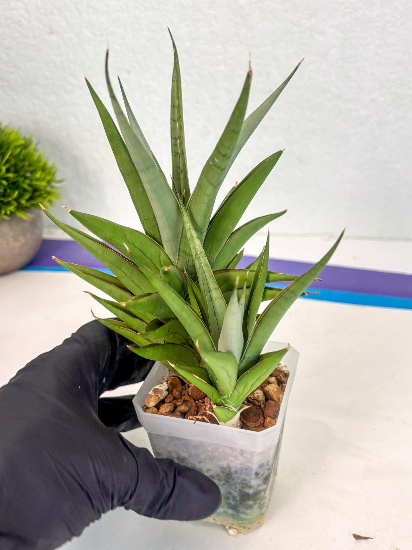Sansevieria Aura (ca1) (10) | Rare House Plant