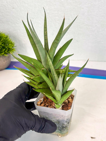 Sansevieria Aura (ca1) (10) | Rare House Plant