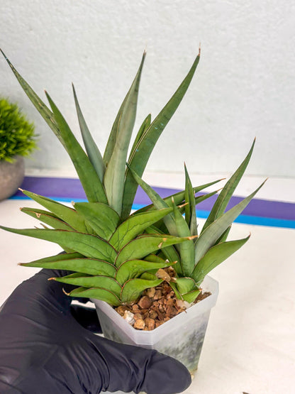 Sansevieria Aura (ca1) (10) | Rare House Plant