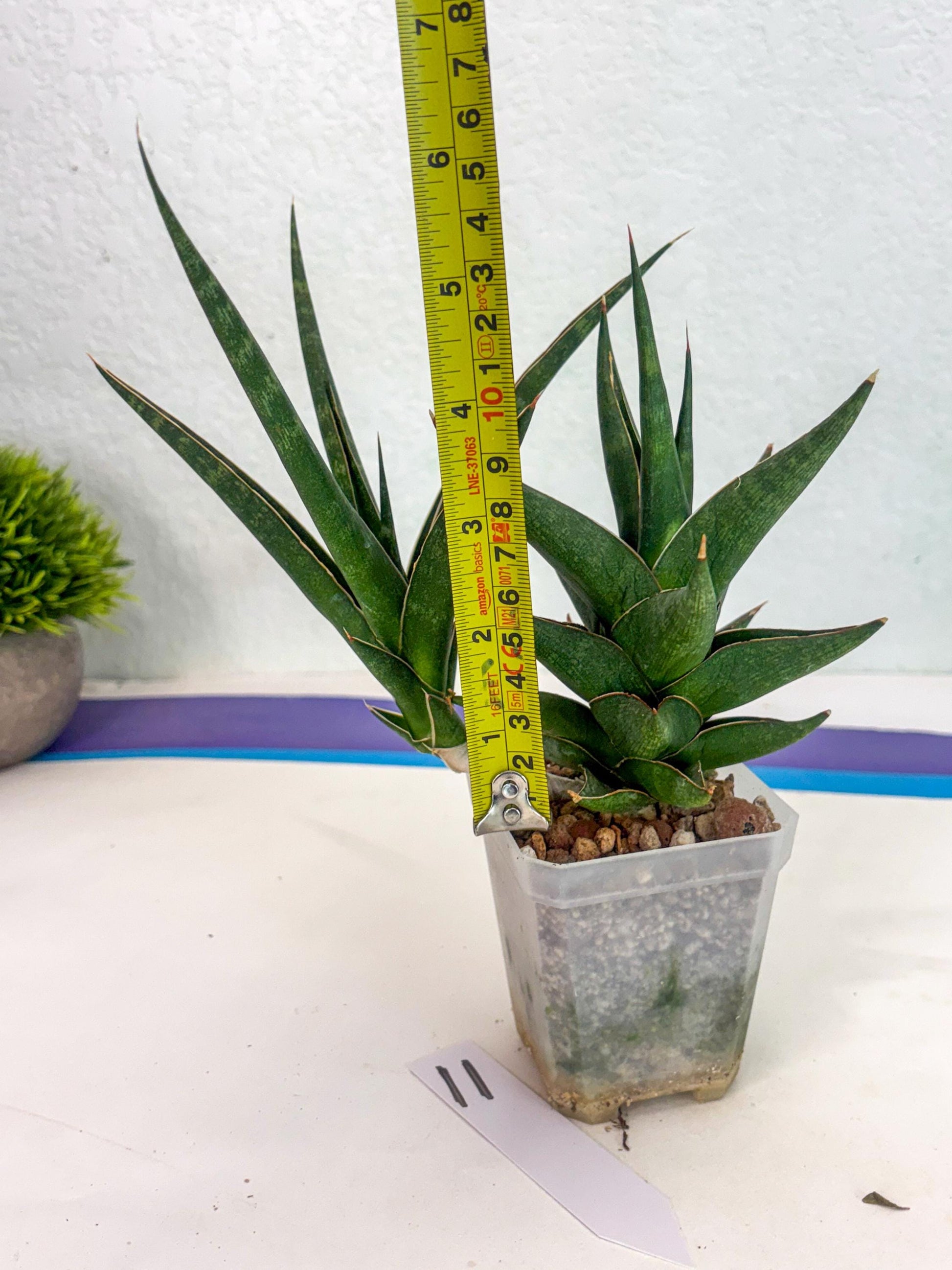 Sansevieria Prabu (ca1) (11) | Rare Snake Plant