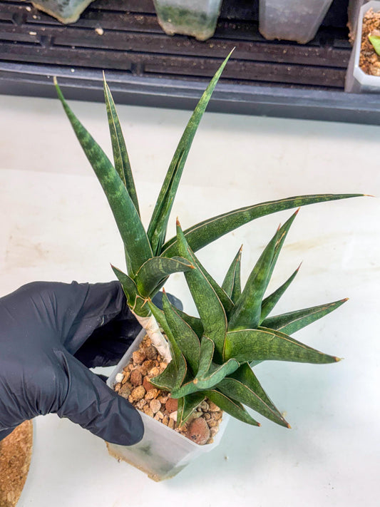 Sansevieria Prabu (ca1) (11) | Rare Snake Plant